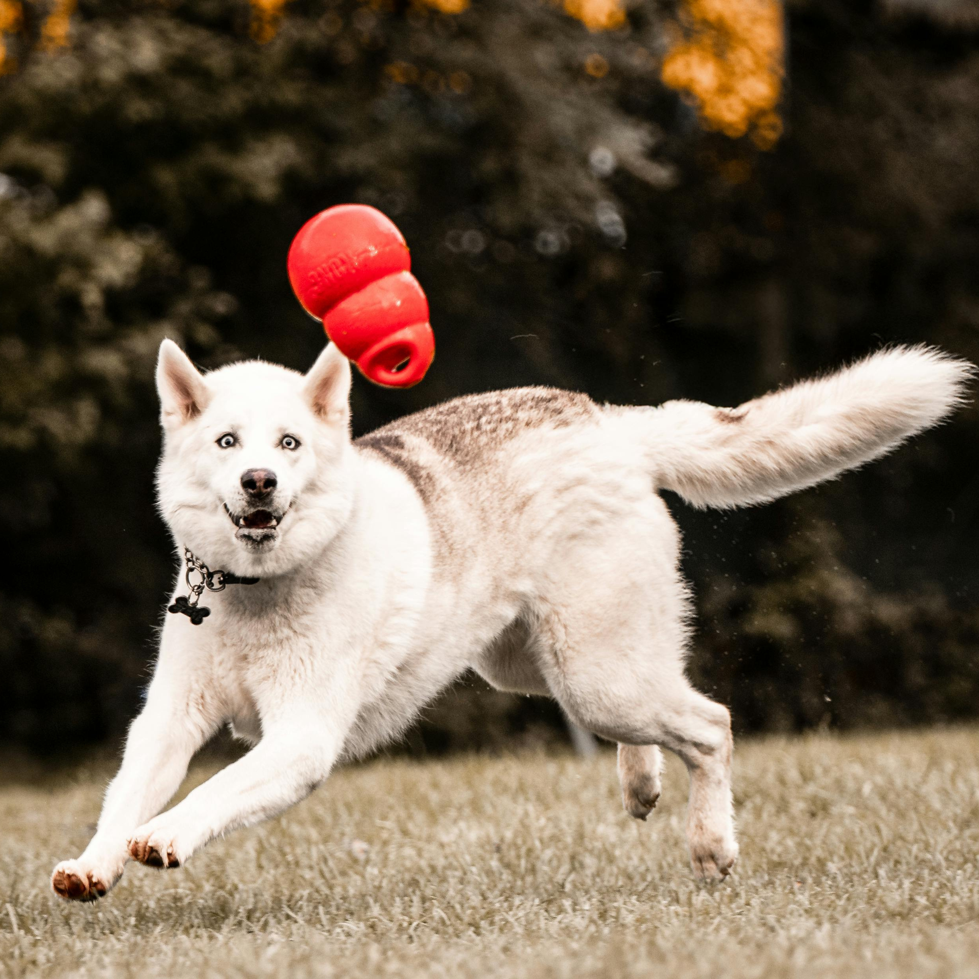 Playtime Essentials For Happy Pets
